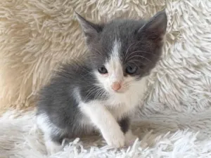 Gato raça SRD-ViraLata idade Abaixo de 2 meses nome Jorginho adocao