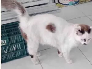 Gato raça Angorá idade 2 anos nome Vine 
