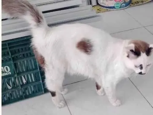 Gato ra a Angorá idade 2 anos nome Vine 