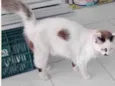 Vine