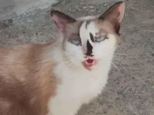 Gato raça Angorá idade 2 anos nome Gabi 