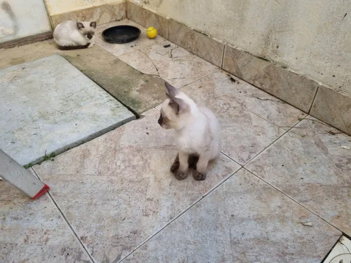 Gato ra a SRD-ViraLata idade 2 a 6 meses nome Não tem nome