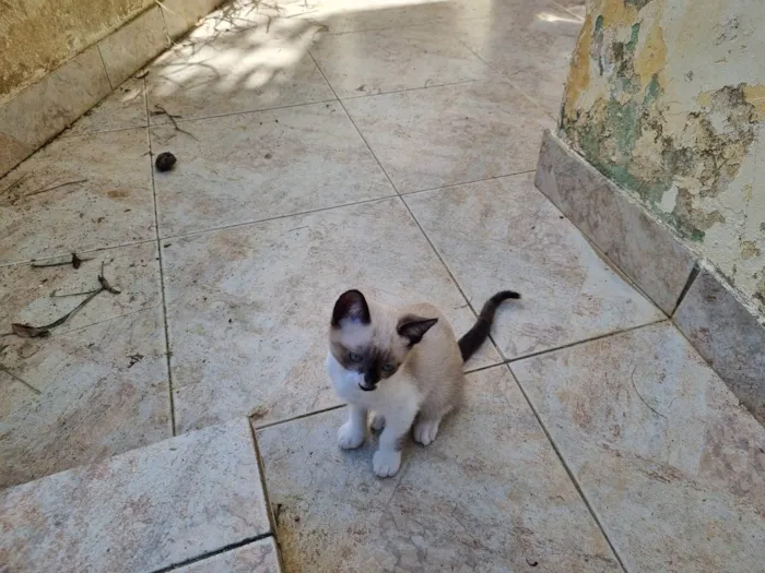 Gato ra a SRD-ViraLata idade 2 a 6 meses nome Não tem nome