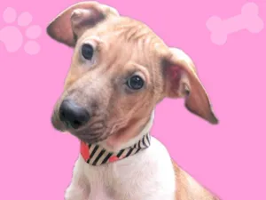 Cachorro raça SRD-ViraLata idade 2 a 6 meses nome Festinha