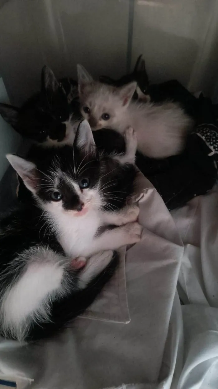 Gato ra a SRD-ViraLata idade Abaixo de 2 meses nome Marisco/ coral e concha