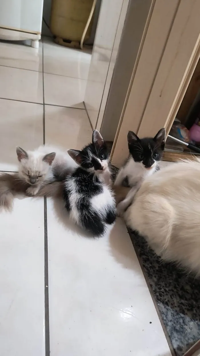 Gato ra a SRD-ViraLata idade Abaixo de 2 meses nome Marisco/ coral e concha