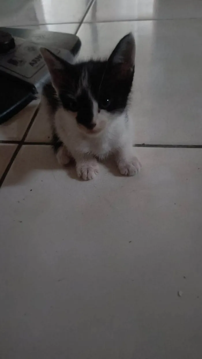 Gato ra a SRD-ViraLata idade Abaixo de 2 meses nome Marisco/ coral e concha