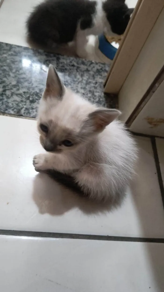 Gato ra a SRD-ViraLata idade Abaixo de 2 meses nome Marisco/ coral e concha