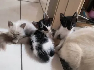 Gato raça SRD-ViraLata idade Abaixo de 2 meses nome Marisco/ coral e concha