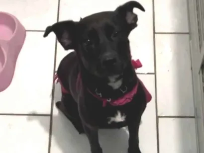 Cachorro raça SRD-ViraLata idade 1 ano nome Lua