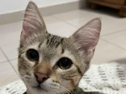 Gato raça SRD-ViraLata idade 7 a 11 meses nome Romeu 