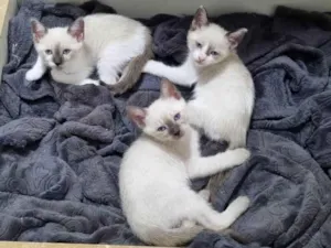 Gato raça SRD-ViraLata idade 2 a 6 meses nome Não tem nome