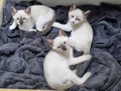 Gato raça SRD-ViraLata idade 2 a 6 meses nome Não tem nome