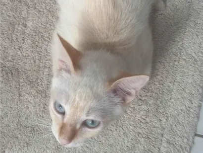 Gato raça SRD-ViraLata idade 2 a 6 meses nome Bento