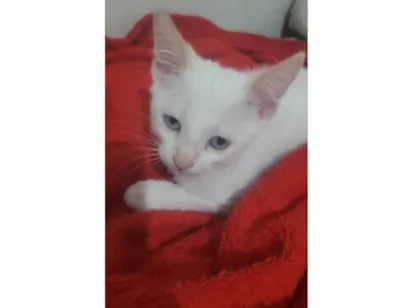 Gato raça SRD-ViraLata idade 2 a 6 meses nome Branquinha