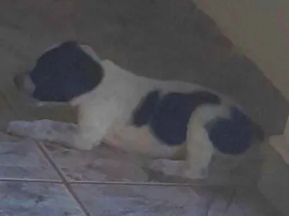 Cachorro raça SRD-ViraLata idade 2 a 6 meses nome Eddy