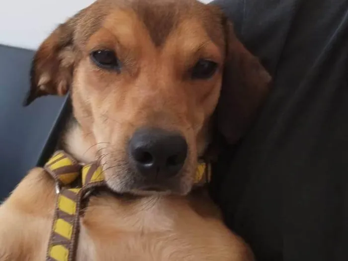 Cachorro ra a SRD-ViraLata idade 2 anos nome Tony