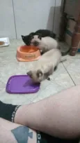 Filhotinhos de gato