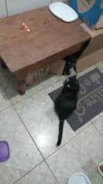 Filhotinhos de gato