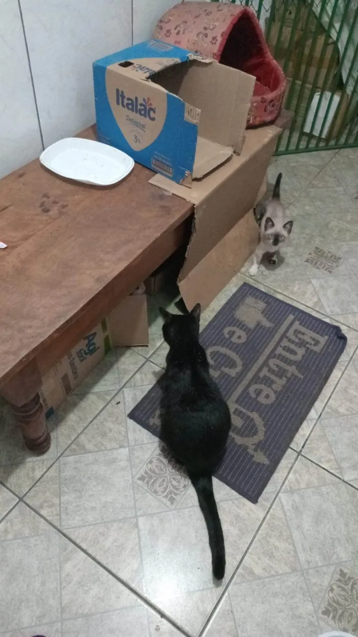 Gato ra a SRD-ViraLata idade Abaixo de 2 meses nome Filhotinhos de gato