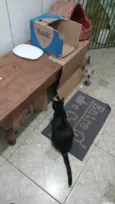 Filhotinhos de gato