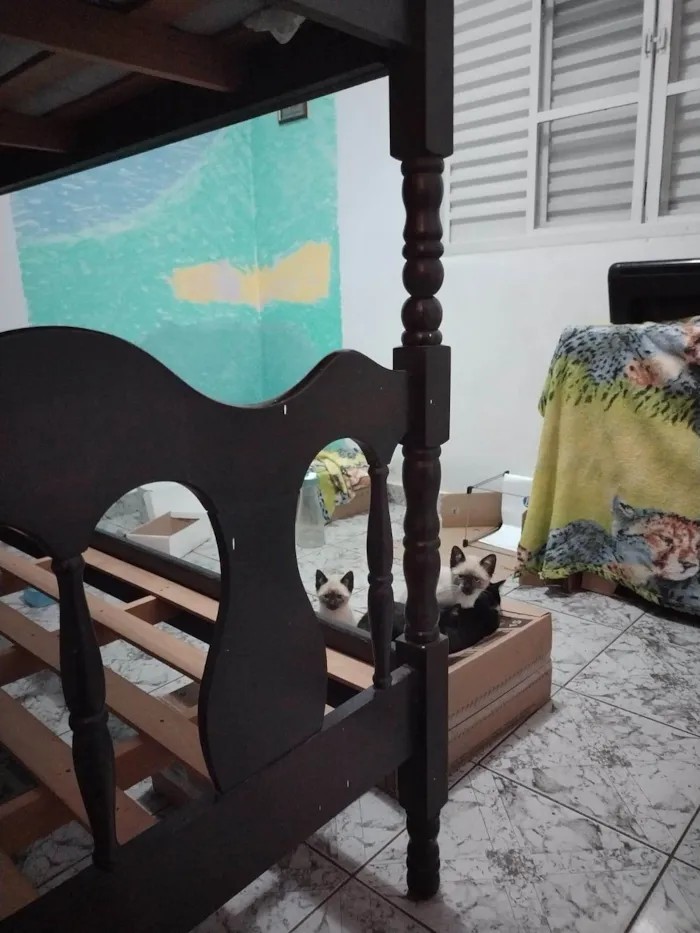 Gato ra a SRD-ViraLata idade Abaixo de 2 meses nome Filhotinhos de gato