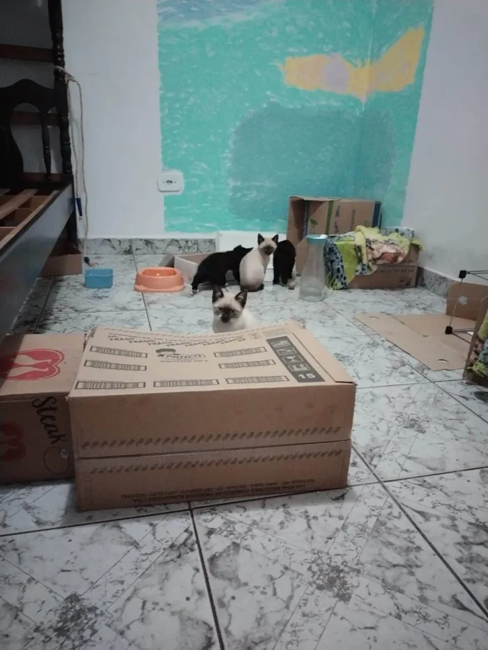 Gato ra a SRD-ViraLata idade Abaixo de 2 meses nome Filhotinhos de gato