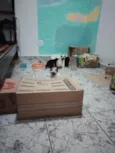 Filhotinhos de gato