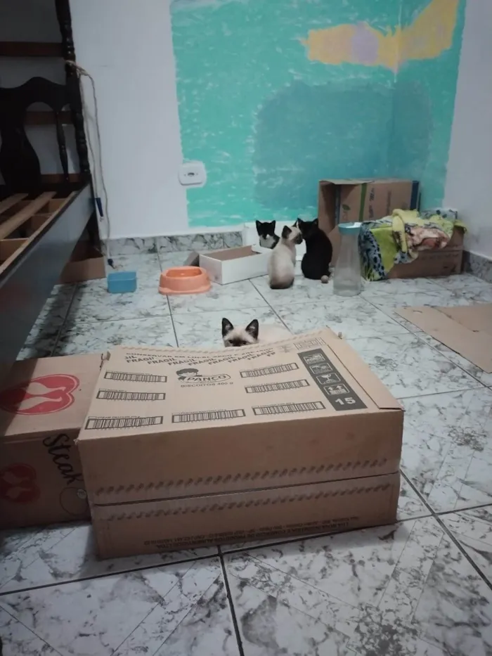 Gato ra a SRD-ViraLata idade Abaixo de 2 meses nome Filhotinhos de gato