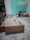 Filhotinhos de gato