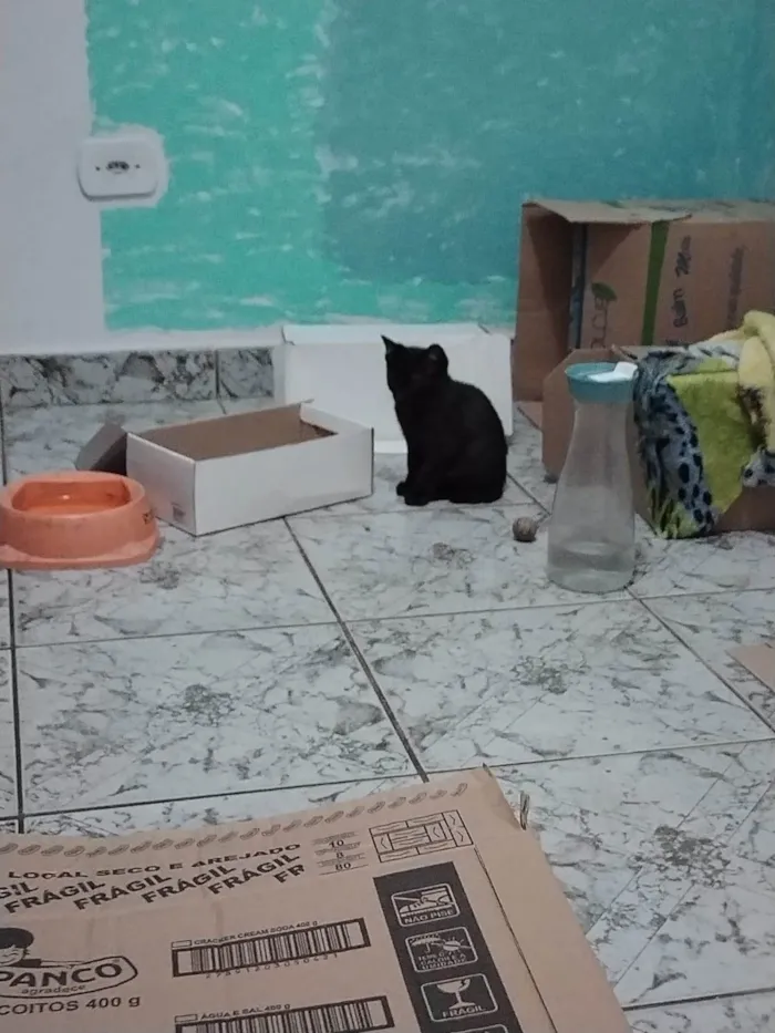 Gato ra a SRD-ViraLata idade Abaixo de 2 meses nome Filhotinhos de gato