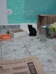 Filhotinhos de gato