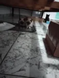 Filhotinhos de gato