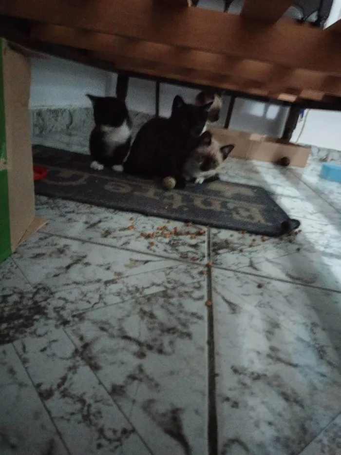Gato ra a SRD-ViraLata idade Abaixo de 2 meses nome Filhotinhos de gato