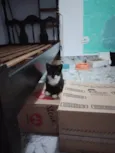 Filhotinhos de gato