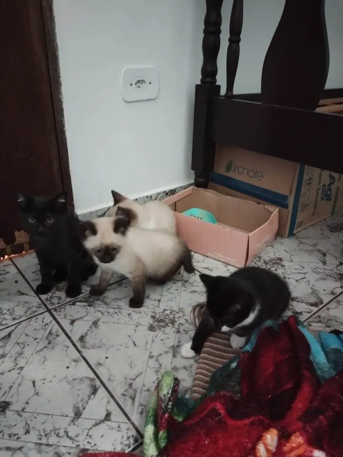 Gato ra a SRD-ViraLata idade Abaixo de 2 meses nome Filhotinhos de gato