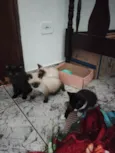 Filhotinhos de gato
