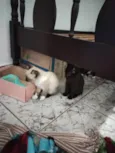 Filhotinhos de gato