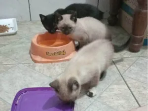 Gato raça SRD-ViraLata idade Abaixo de 2 meses nome Filhotinhos de gato