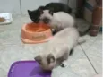 Filhotinhos de gato