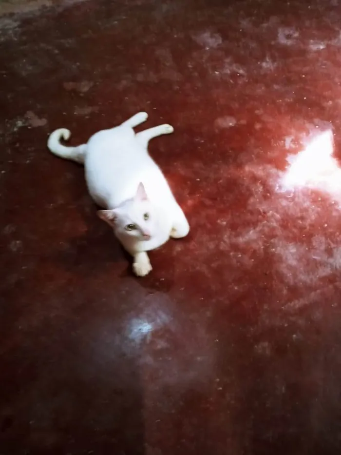 Gato ra a Exótico idade 6 ou mais anos nome Lion 