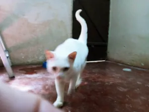 Gato raça Exótico idade 6 ou mais anos nome Lion 