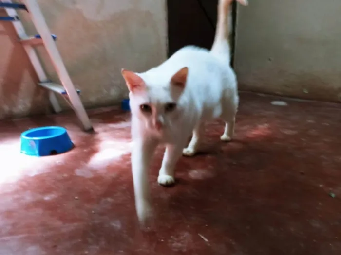 Gato ra a Exótico idade 6 ou mais anos nome Lion 