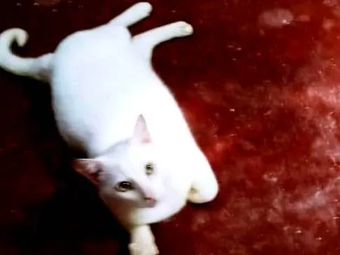 Gato ra a Exótico idade 6 ou mais anos nome Lion 