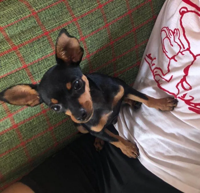 Cachorro ra a Pinscher idade 2 a 6 meses nome Feijão
