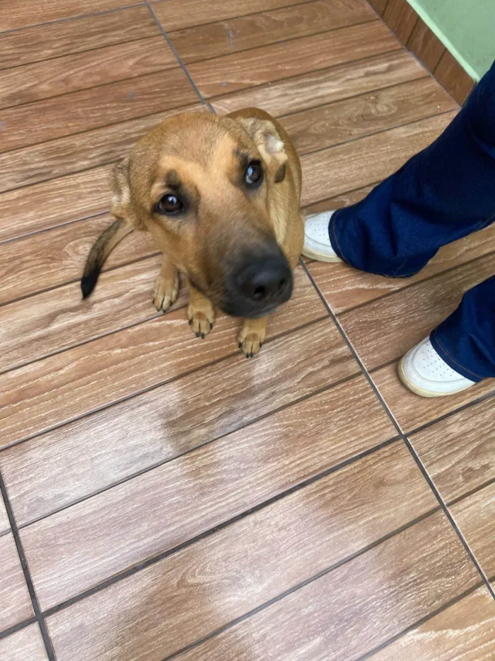 Cachorro ra a SRD-ViraLata idade 2 a 6 meses nome Kira