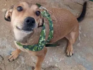 Cachorro raça SRD-ViraLata idade 2 anos nome Tony