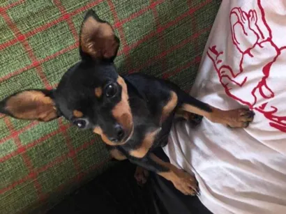 Cachorro raça Pinscher idade 2 a 6 meses nome Feijão