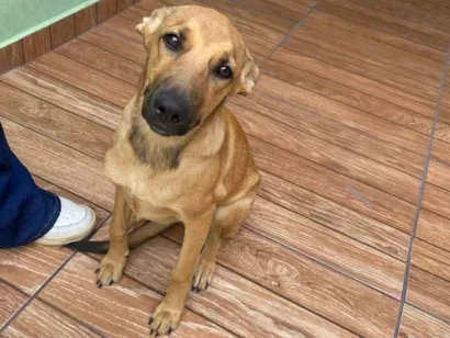 Cachorro raça SRD-ViraLata idade 2 a 6 meses nome Kira