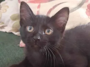 Gato raça SRD-ViraLata idade 2 a 6 meses nome Night
